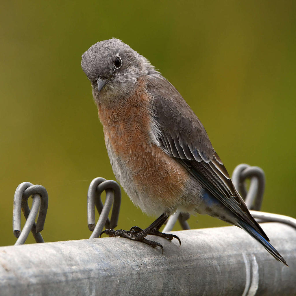 Bluebird2.jpg