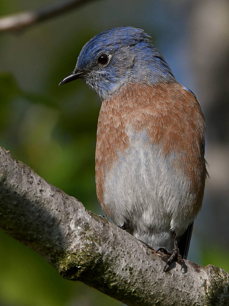 Bluebird2.jpg