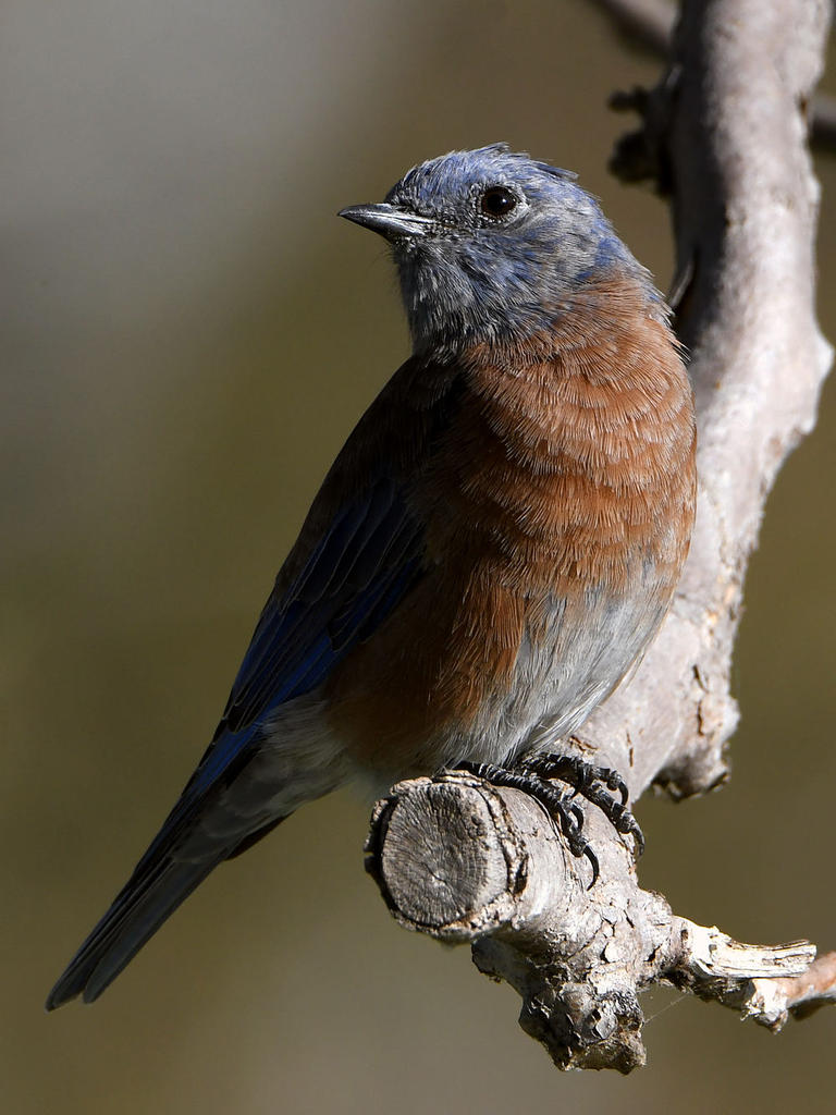 Bluebird2.jpg