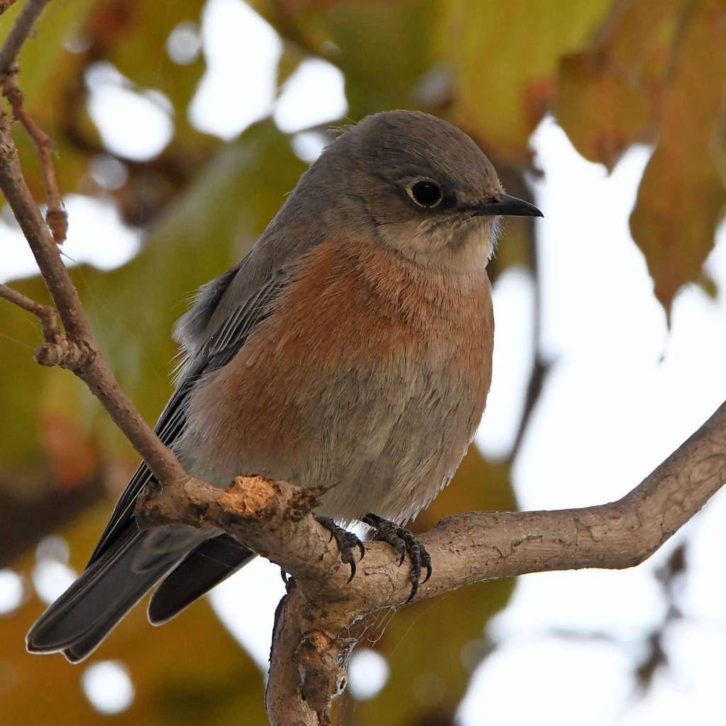 Bluebird2.jpg