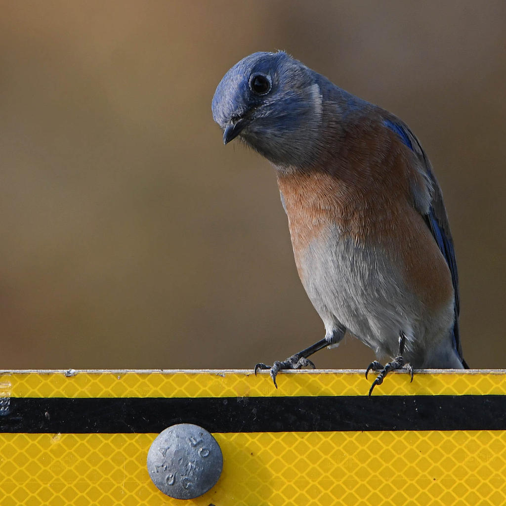 Bluebird2.jpg