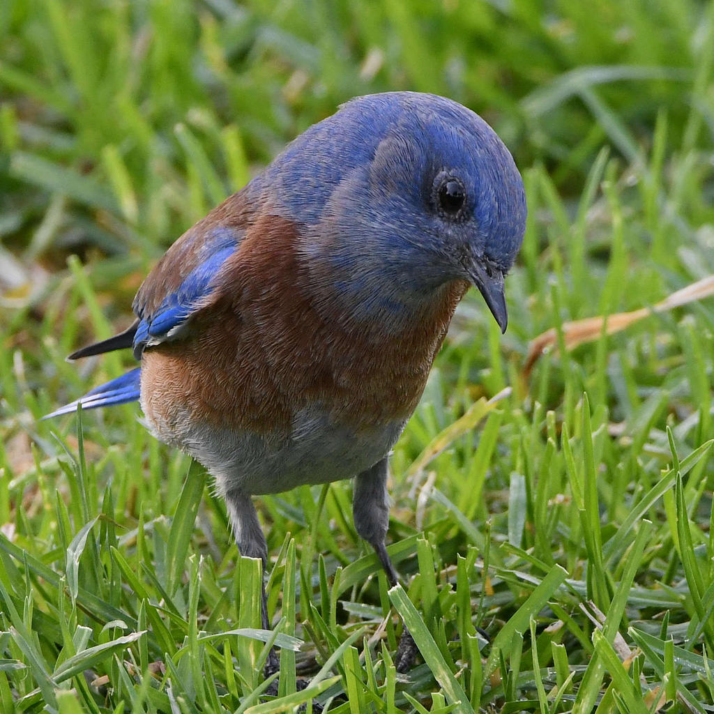Bluebird2.jpg