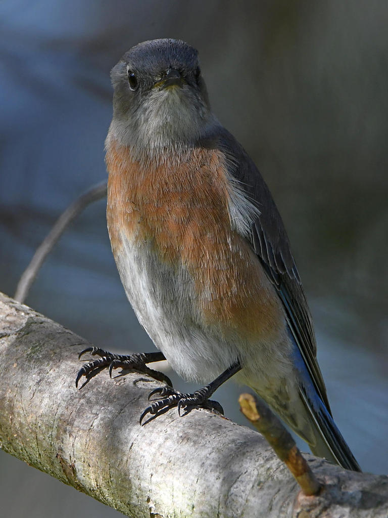 Bluebird2.jpg