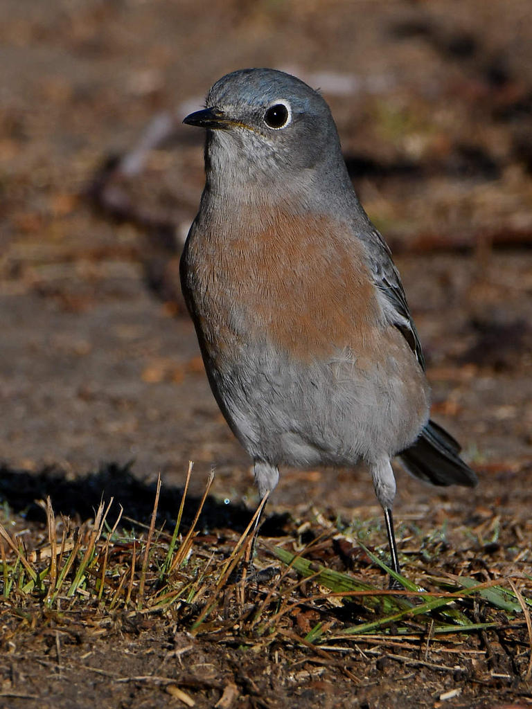 Bluebird2.jpg