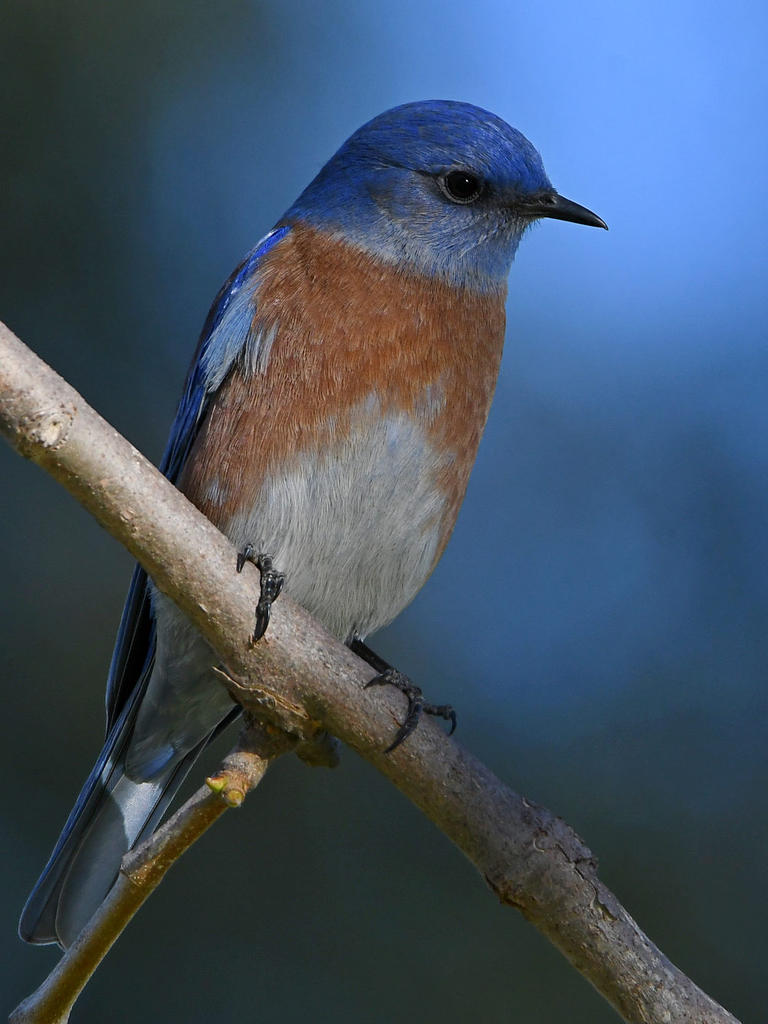 Bluebird2.jpg
