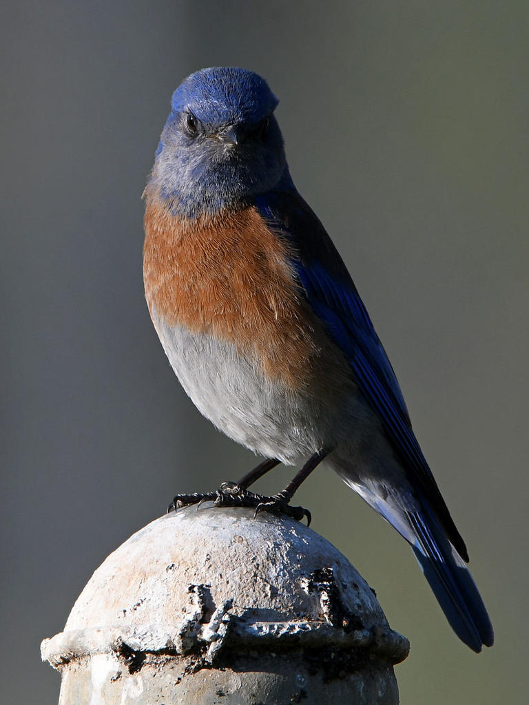 Bluebird2.jpg