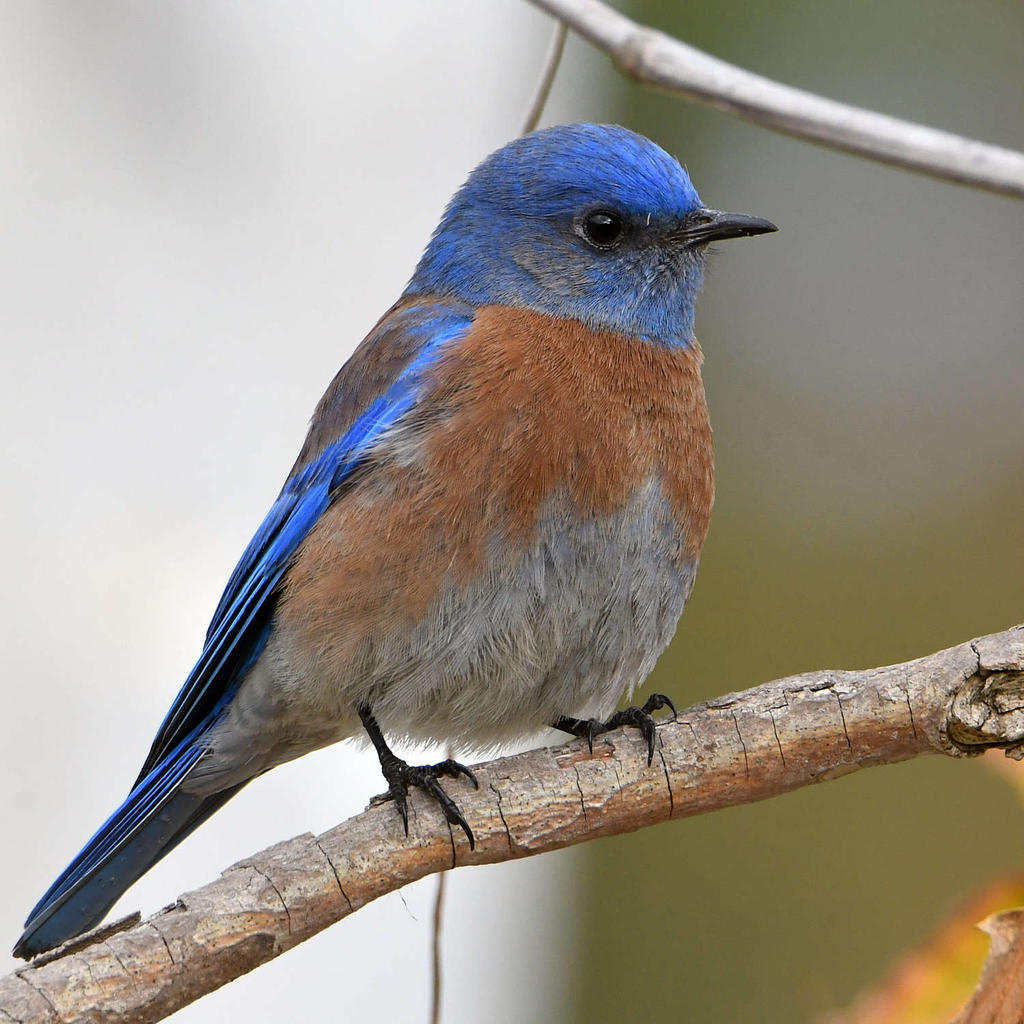 Bluebird2.jpg