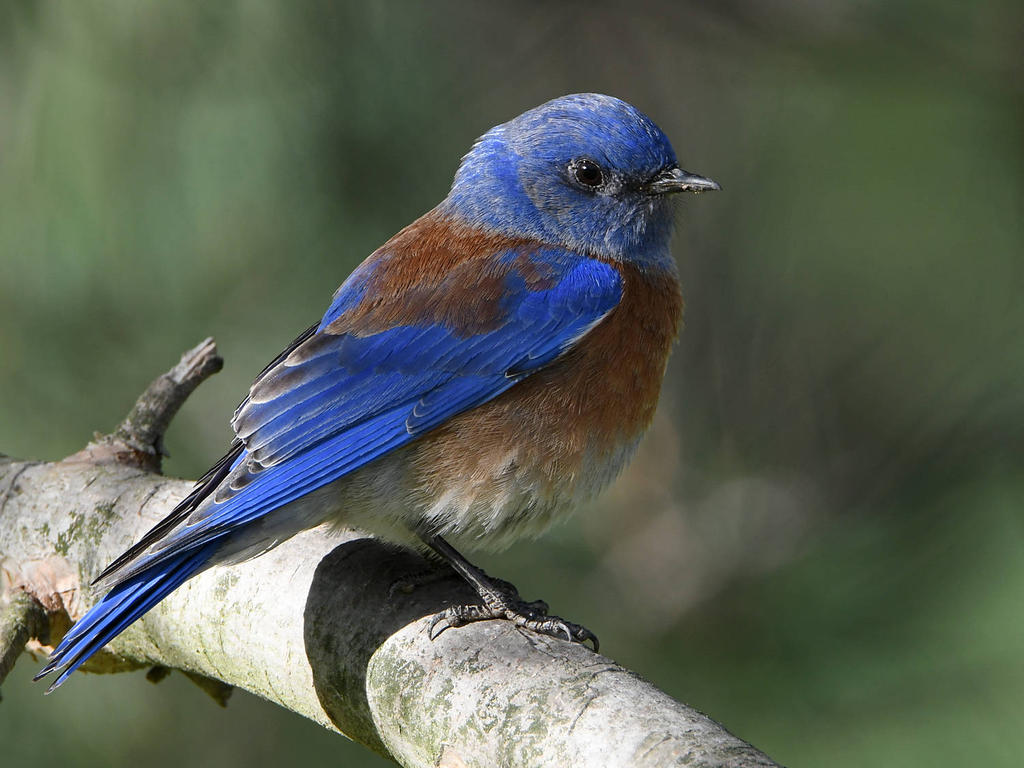 Bluebird2.jpg