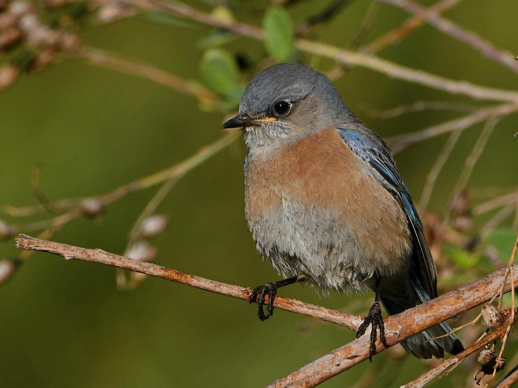 Bluebird2.jpg
