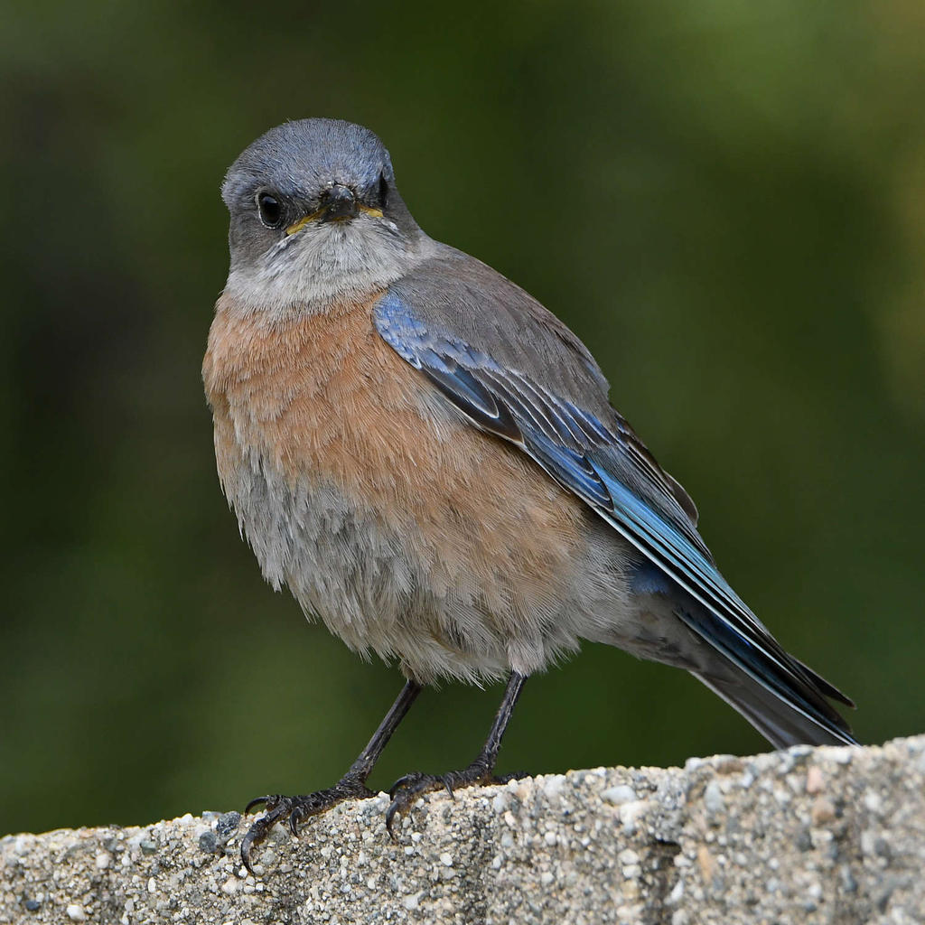 Bluebird2.jpg