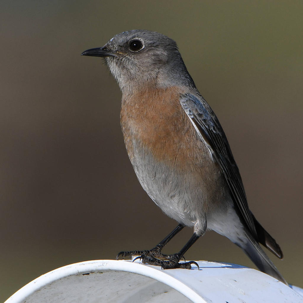 Bluebird2.jpg