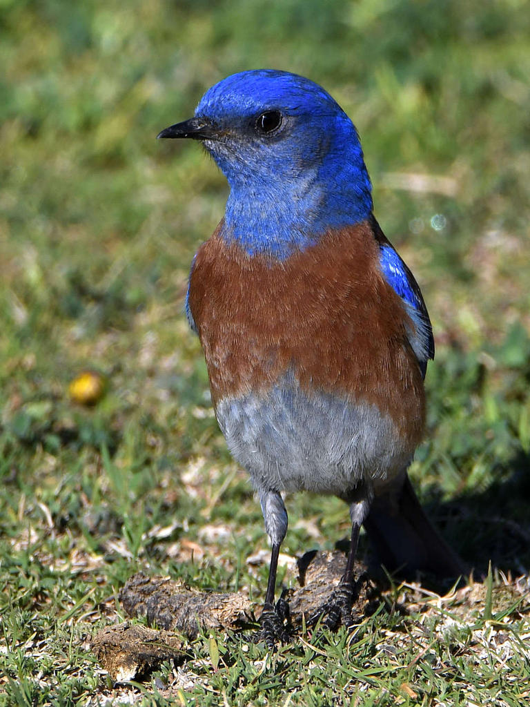 Bluebird2.jpg