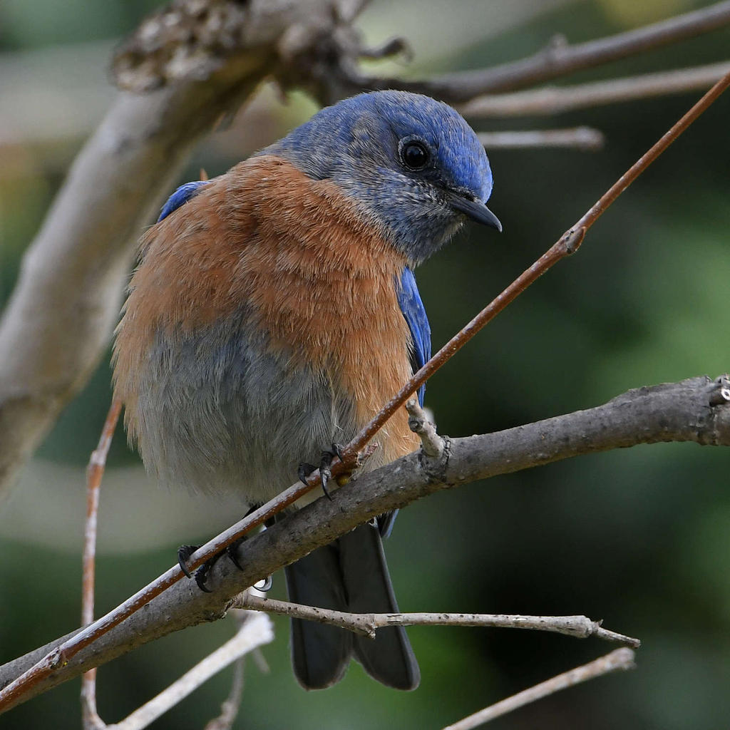 Bluebird2.jpg