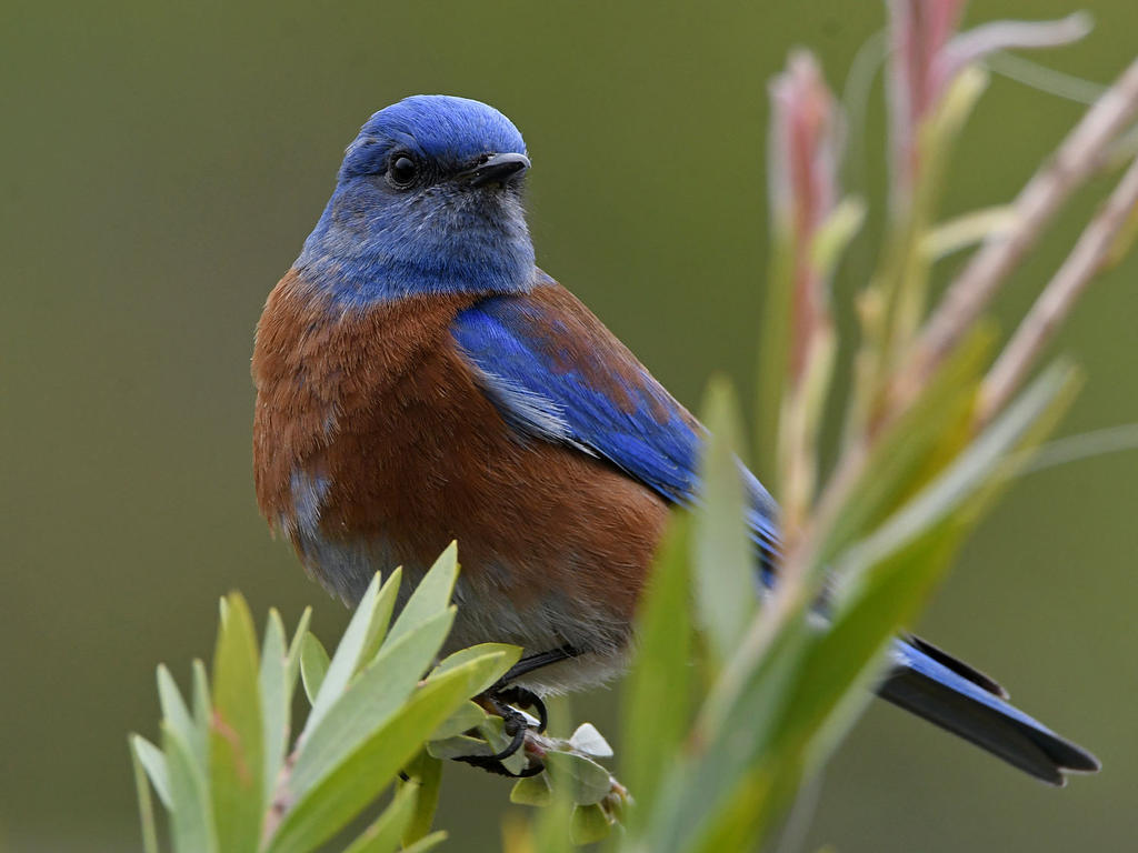 Bluebird2.jpg