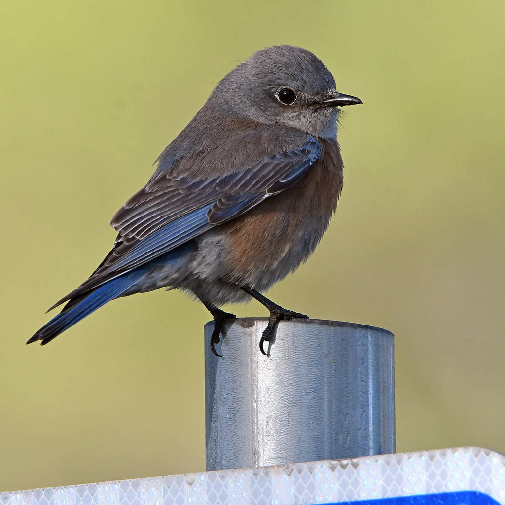 Bluebird2.jpg