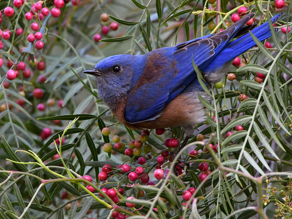 Bluebird2.jpg