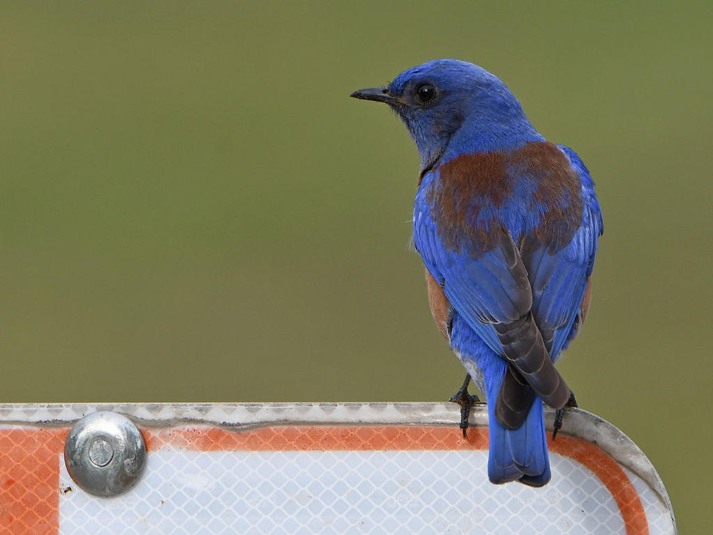 Bluebird2.jpg