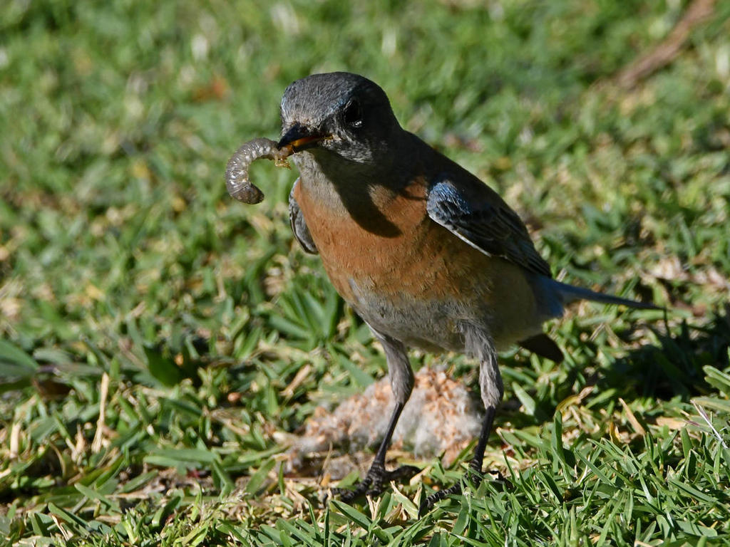 Bluebird2.jpg
