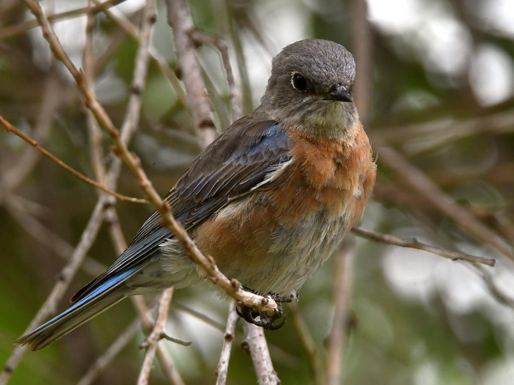 Bluebird2.jpg