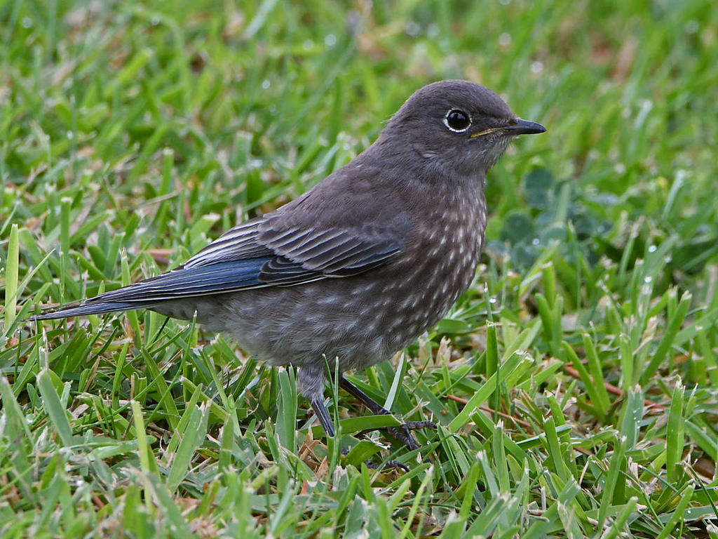Bluebird2.jpg