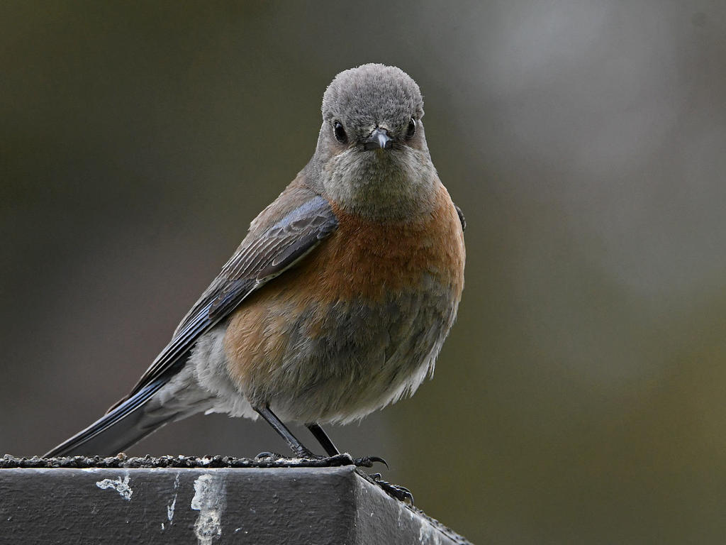 Bluebird2.jpg