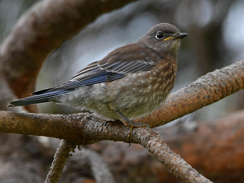 Bluebird2.jpg