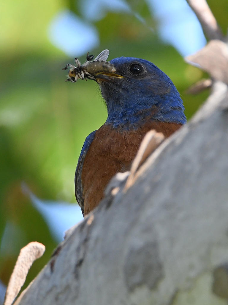 Bluebird2.jpg