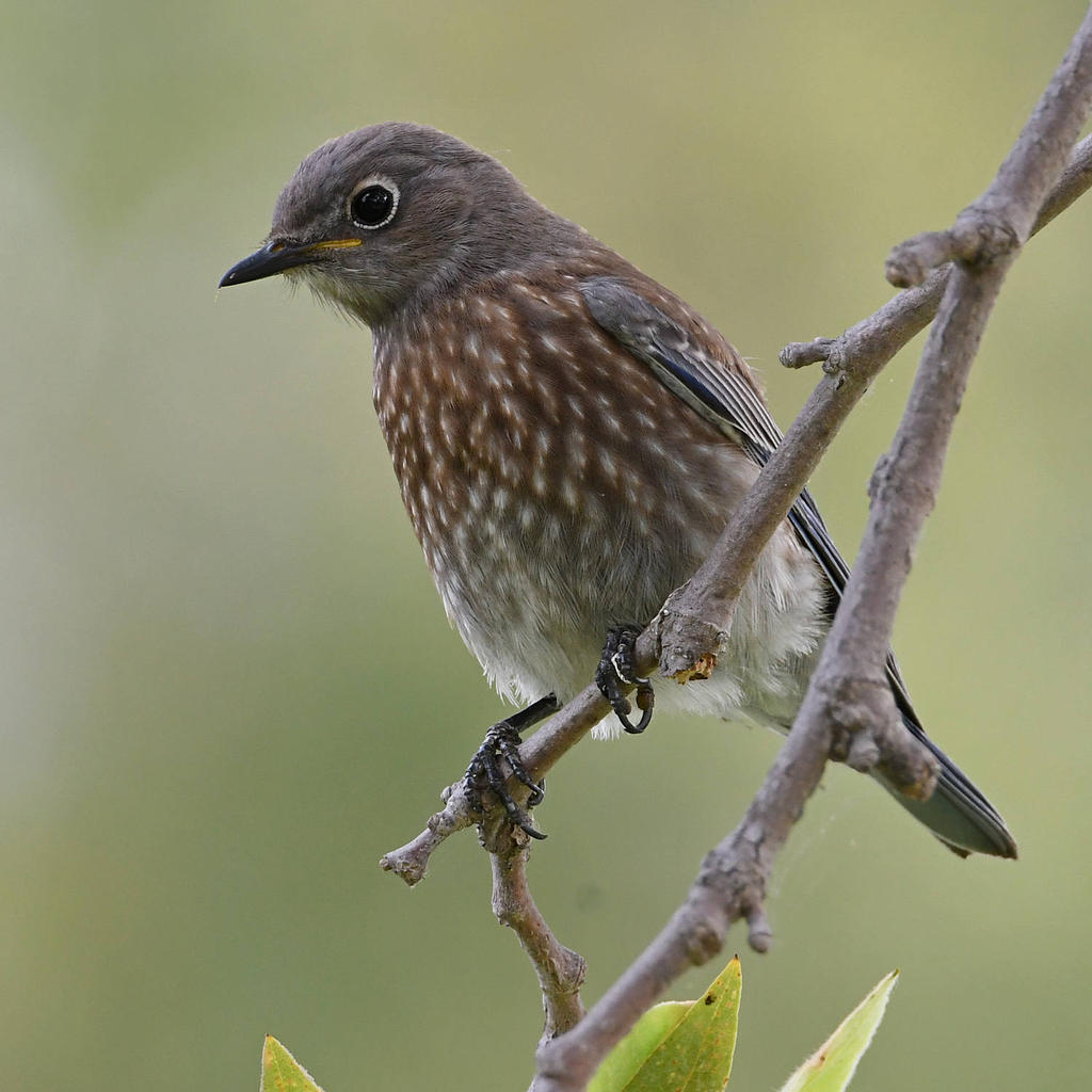 Bluebird2.jpg