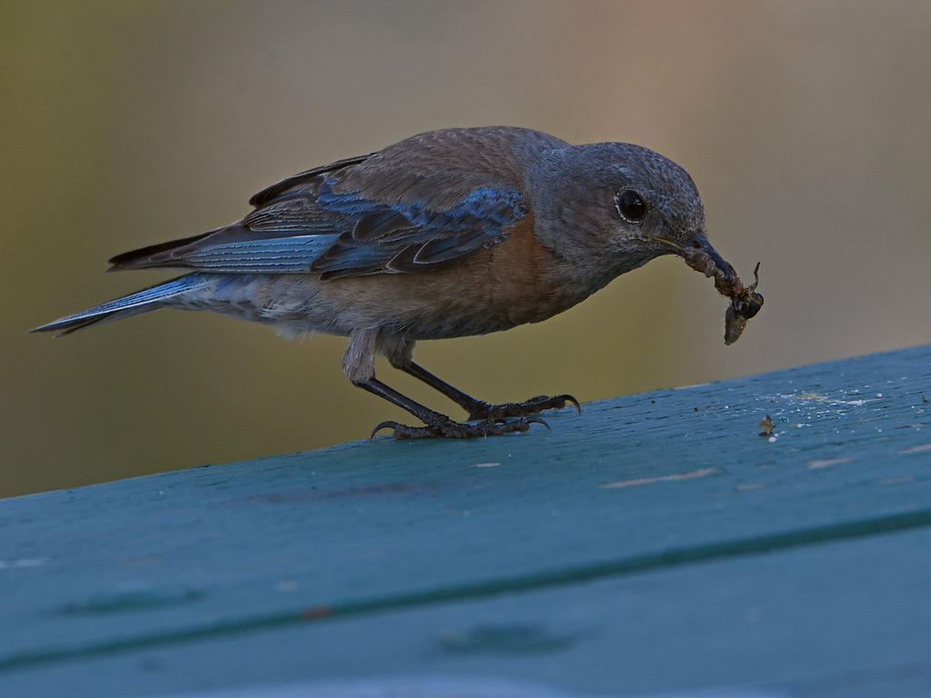 Bluebird2.jpg