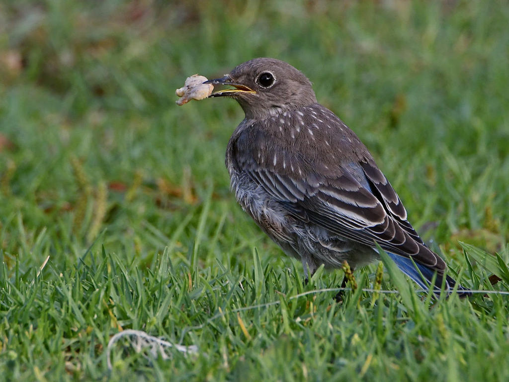 Bluebird2.jpg
