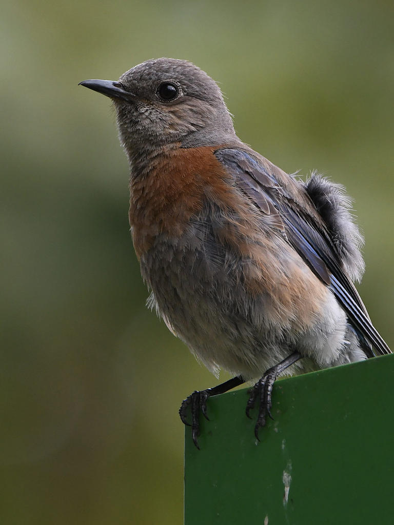 Bluebird2.jpg