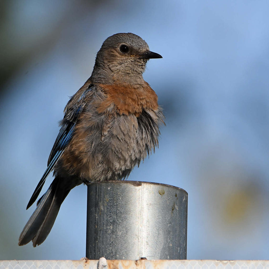 Bluebird2.jpg