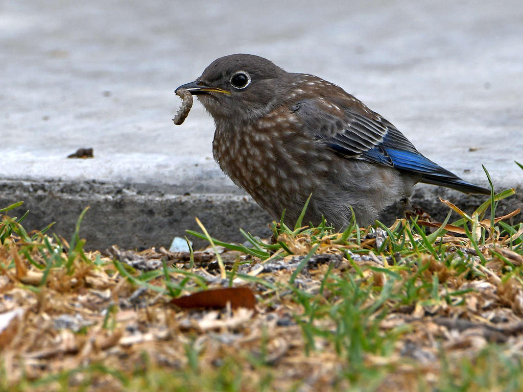 Bluebird2.jpg