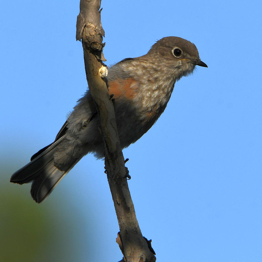 Bluebird2.jpg