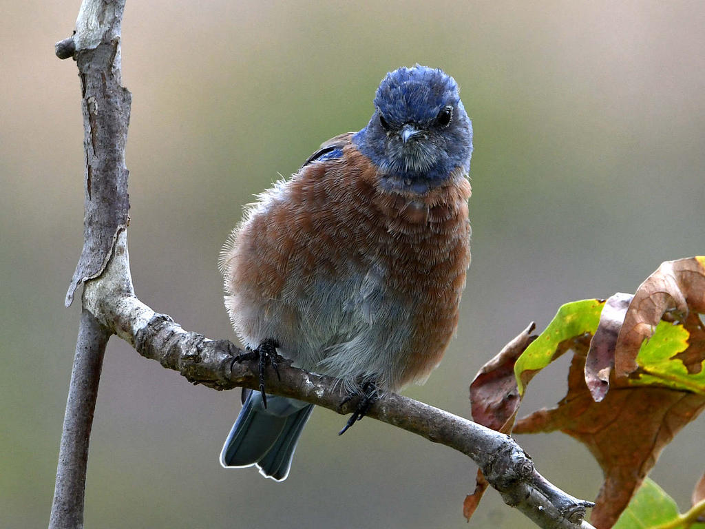 Bluebird2.jpg