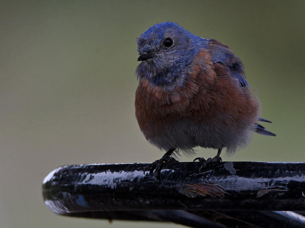 Bluebird2.jpg