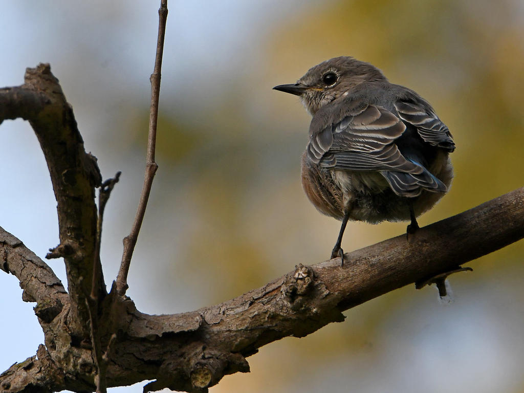 Bluebird2.jpg