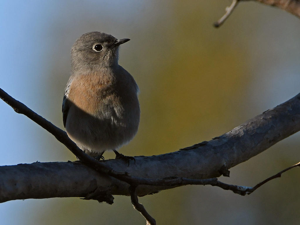 Bluebird2.jpg