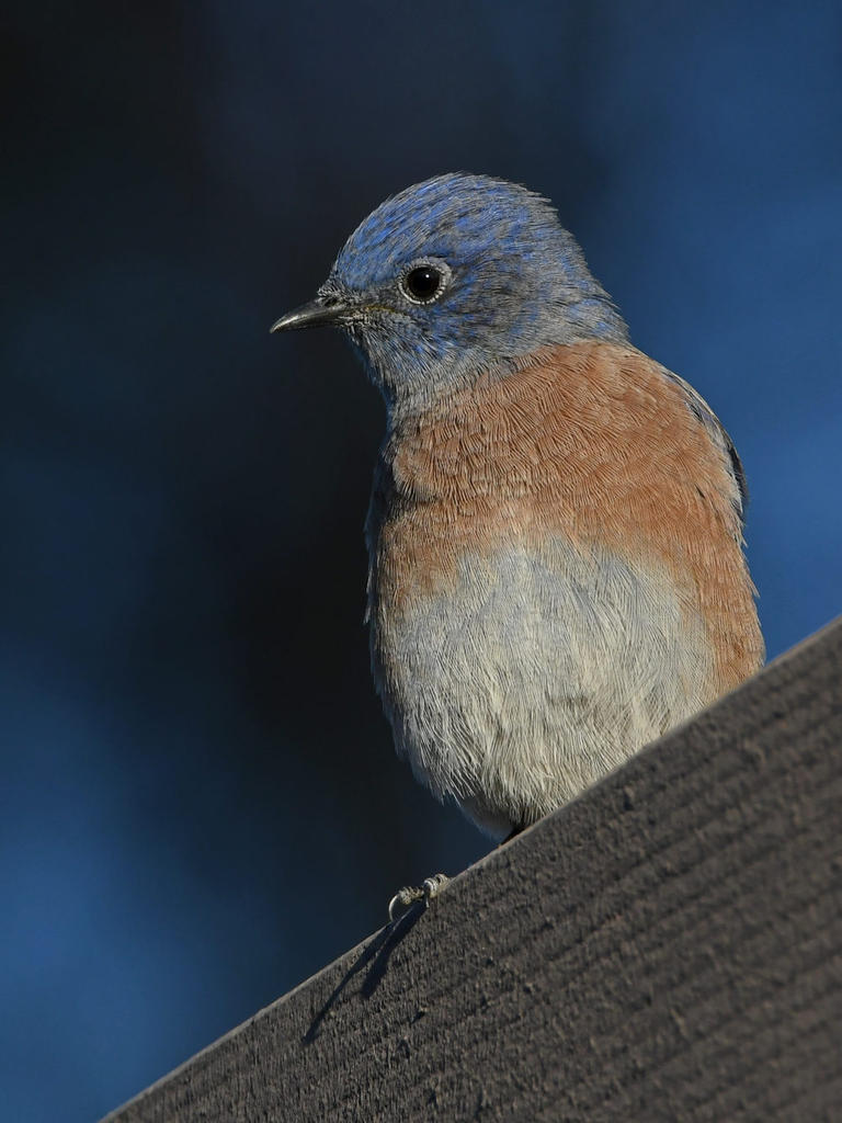 Bluebird2.jpg