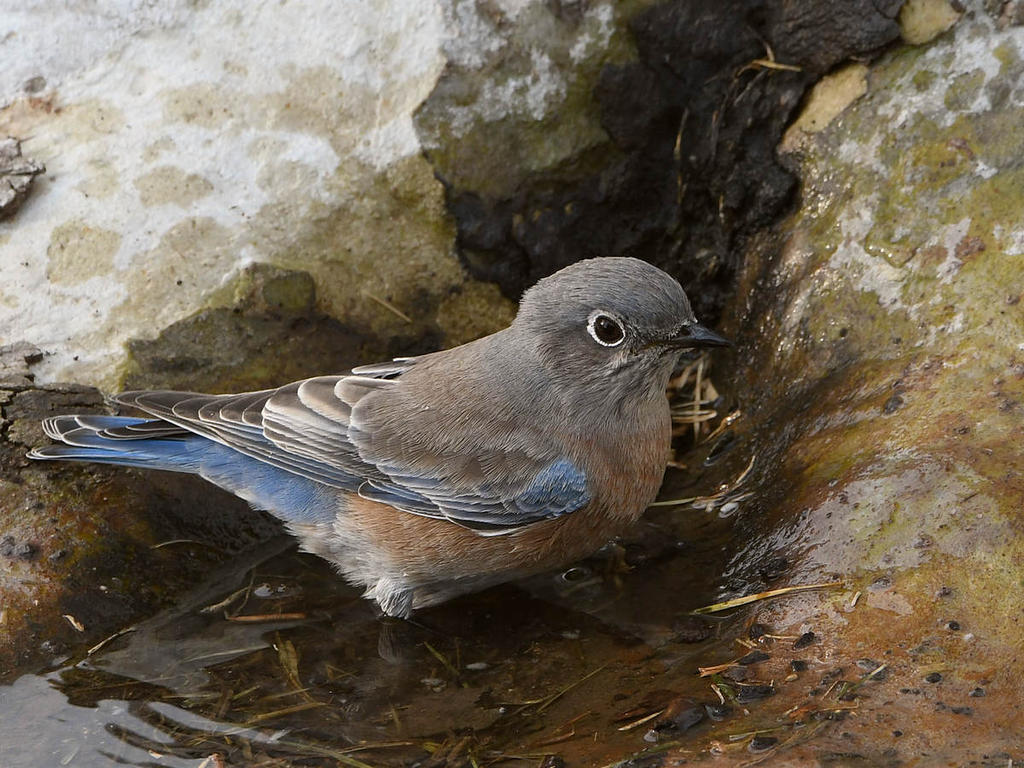 Bluebird2.jpg
