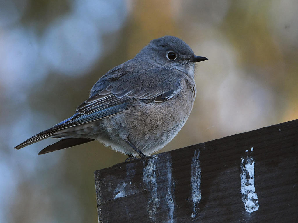 Bluebird2.jpg