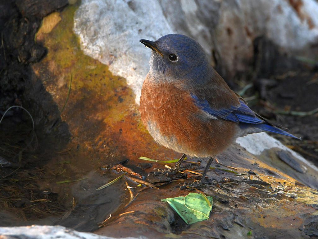 Bluebird2.jpg