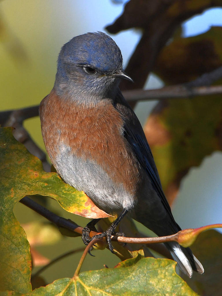 Bluebird2.jpg