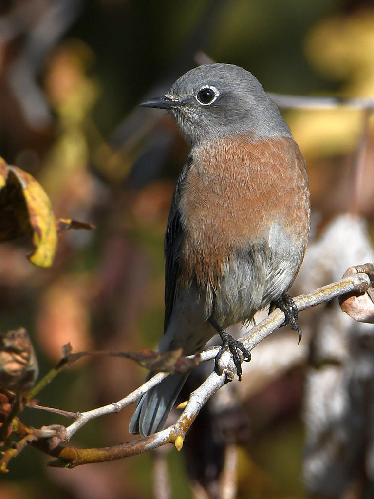 Bluebird2.jpg