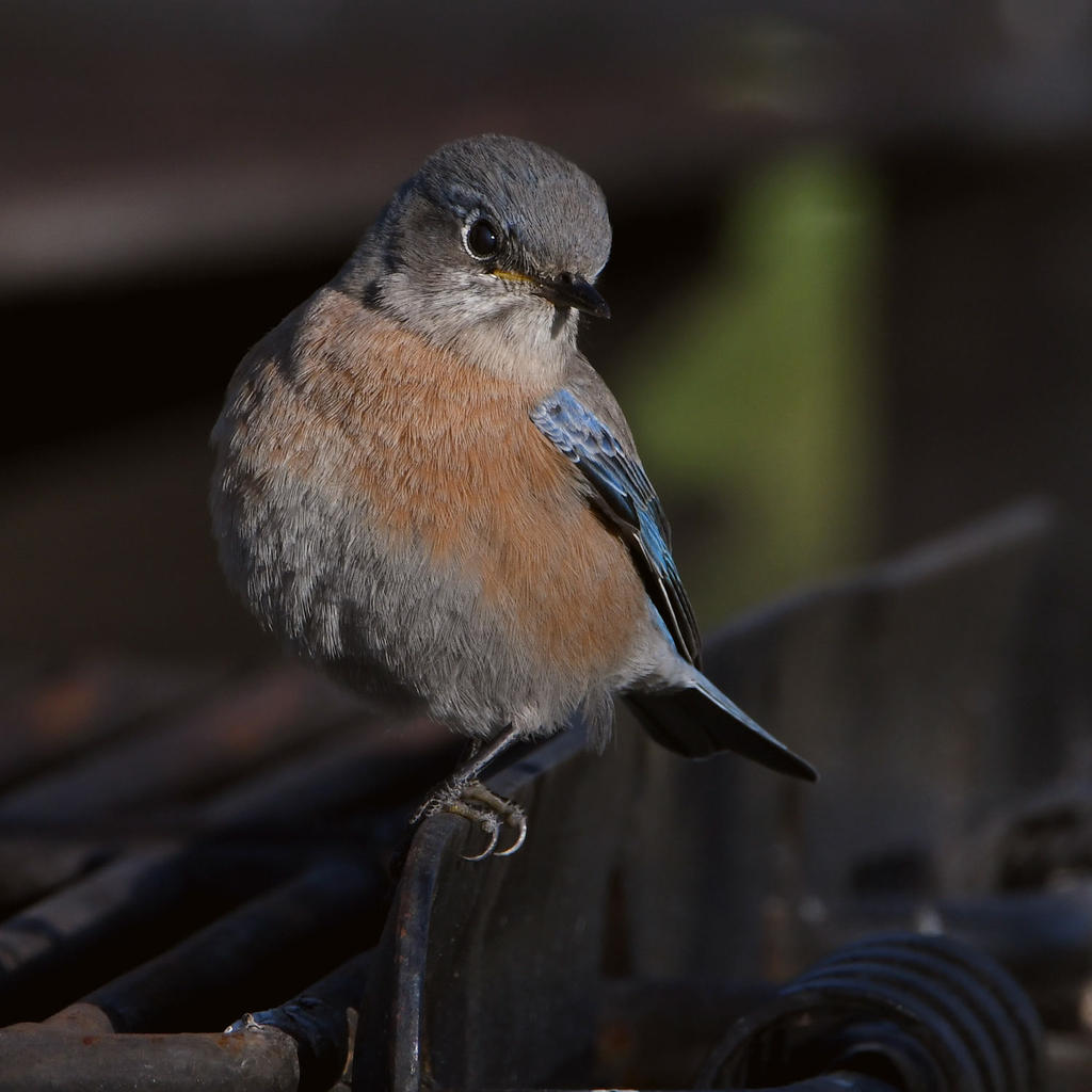 Bluebird2.jpg