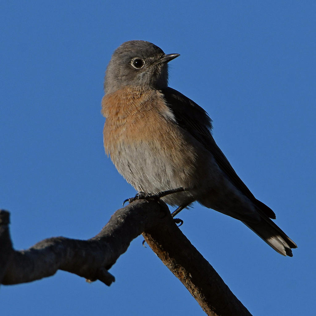Bluebird2.jpg