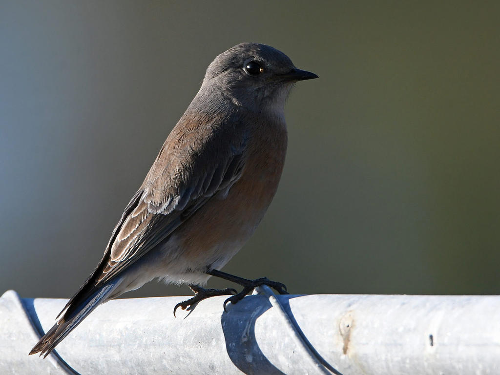 Bluebird2.jpg