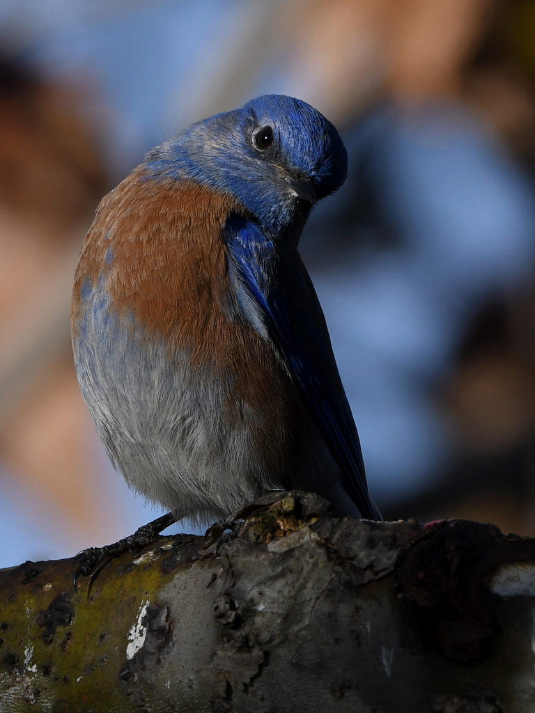 Bluebird2.jpg