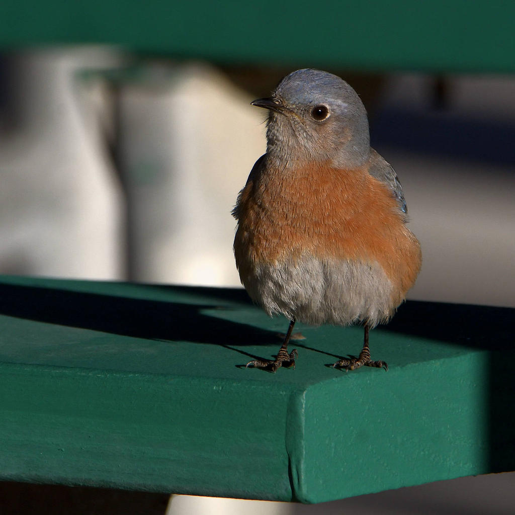 Bluebird2.jpg