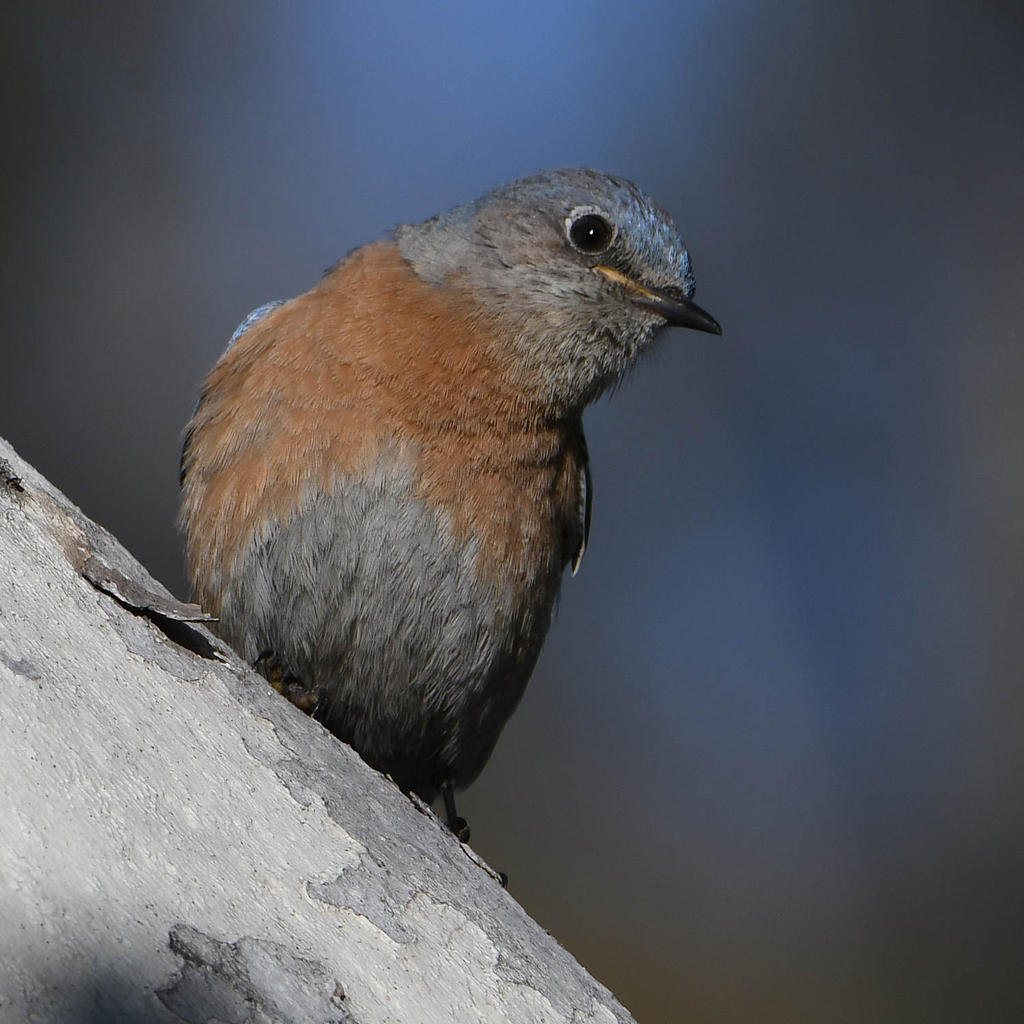 Bluebird2.jpg